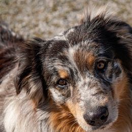 Australian Shepherd All Grown Up from Kingdom Dreams Australian Shepherds