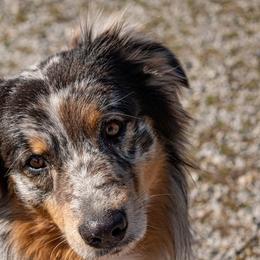 Australian Shepherd All Grown Up from Kingdom Dreams Australian Shepherds