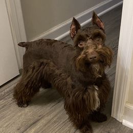 Moose - Miniature Schnauzer