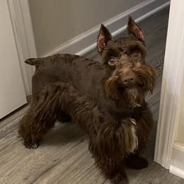 Moose - Miniature Schnauzer