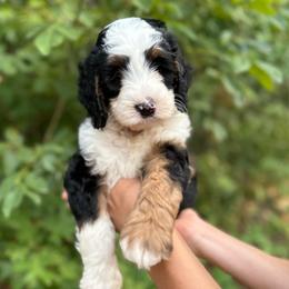 Babe - Tri-color male Bernedoodle puppy in Waco, Texas from Blessings Pups Doodles