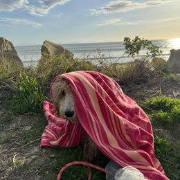 Goldendoodle All Grown Up from Golden Hearted Goldendoodles