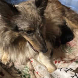 Lilly - Black white and tan female Shetland Sheepdog puppy in Chaplin, Connecticut from Mystic Moon