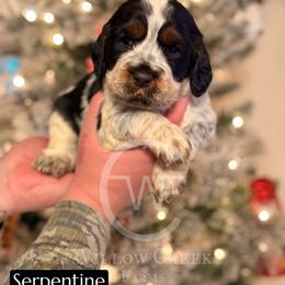 English Springer Spaniel Puppies from Willow Creek Farms