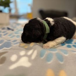 Goldendoodle and Poodle Puppies from Southern Stroll Poodles & Doodles