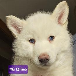 6 (olive) - White female Siberian Husky puppy in Dane, Wisconsin from Sunny Hurricane Siberians