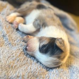 Lincoln - Blue merle male Border Collie puppy in Lakeport, California from Akins Aussies/Wild Rose Ranch