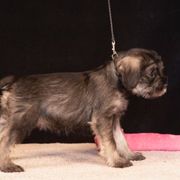 10. Azura Triumph - Pepper and salt female Standard Schnauzer puppy in Pismo Beach, California from Amandus Standard Schnauzers
