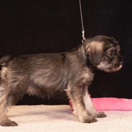 10. Azura Triumph - Pepper and salt female Standard Schnauzer puppy in Pismo Beach, California from Amandus Standard Schnauzers