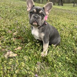 Silver collar lilac girl - Tricolors female French Bulldog puppy in Union City, Tennessee from West Tennesse Frenchies