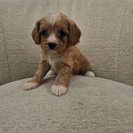 Mira - Red female Cavapoo puppy in Fordland, Missouri from K&K's Puppy Kingdom