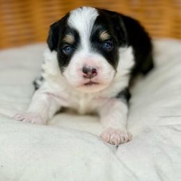 Cloudy - Black tri-color female Aussiedoodle puppy in Sterling, Colorado from North 40 Doodles