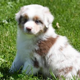 Rolex - Red merle male Australian Shepherd puppy in Easton, Missouri from MMA Kennel