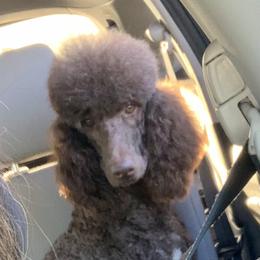 Nestle  - Poodle