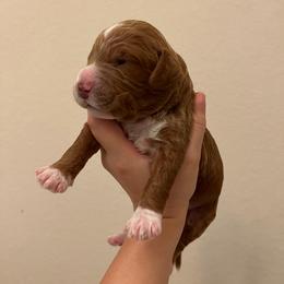 Pepper - Red  male Goldendoodle puppy in Richmond, Texas from Harper’s Heartbeats