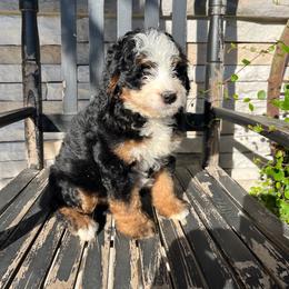 Tina - Tri-color female Bernedoodle puppy in Holtwood, Pennsylvania from Country Ridge Puppies