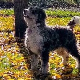 Aussiedoodles and Poodles from Element Doodles