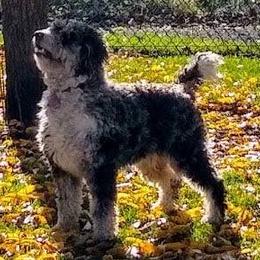 Aussiedoodles and Poodles from Element Doodles