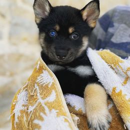 Pomsky Puppies from Ponderosa Pomskies