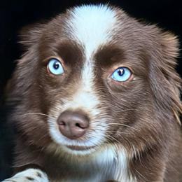 Dannie - Australian Shepherd