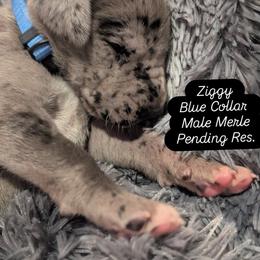 Ziggy - Merle male Great Dane puppy in Brooksville, Florida from Follow My Lead Great Danes