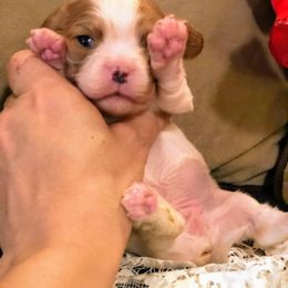 Cavalier King Charles Spaniel Puppies from Amber Field Cavaliers