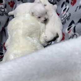 Boy 1 - White male West Highland White Terrier puppy in Alabaster, Alabama from Southern Belle Westies