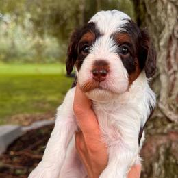 Sallie - Tri-color female Cavapoo puppy in Idaho Falls, Idaho from Freckle Paw Family