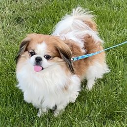 Tuck  - Pekingese