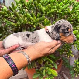 Puppy 1 - Dapple female Dachshund puppy in Riverside, California from Saddle Up Dachshunds