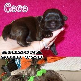 Shih Tzu All Grown Up from Arizona Shih Tzu