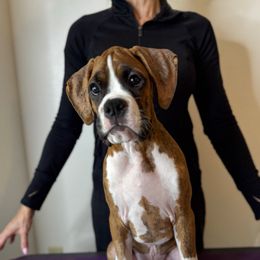 Little Luke - Brindle male Boxer puppy in Ocala, Florida from La Mer Boxers