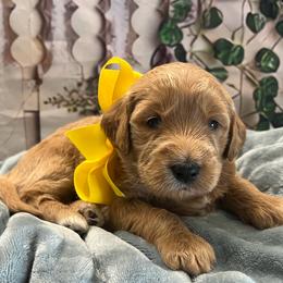 Daisy - Cream female Goldendoodle puppy in The Woodlands, Texas from Gracie's Goldendoodles and Bernedoodles