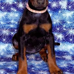 Pink - Black and rust female Doberman Pinscher puppy in Louisville, Kentucky from Ruiz Dobermans