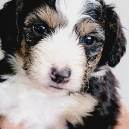 Aussiedoodle, Miniature Australian Shepherd, and Poodle Puppies from Fine and Dandy Aussiedoodles