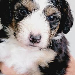 Aussiedoodle, Miniature Australian Shepherd, and Poodle Puppies from Fine and Dandy Aussiedoodles