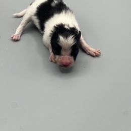 Girl 1 - Black parti female Pomeranian puppy in Brentwood, California from Royalpawpoms