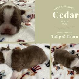 Cedar - Brindle and white male Boston Terrier puppy in El Paso, Texas from Little Mister and Little Miss Boston Terriers