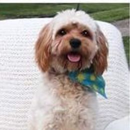 Charlie - Cavapoo