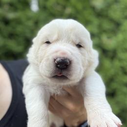 Casper - White male Central Asian Shepherd Dog puppy in Island City, Oregon from Alabaivalley