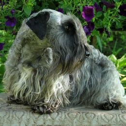 Cesky Terriers from Bluefire Cesky terriers