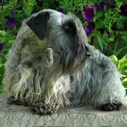 Cesky Terriers from Bluefire Cesky terriers