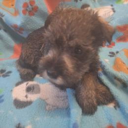 Owen - Salt and pepper male Miniature Schnauzer puppy in Warrenville, South Carolina from All Paws Pet Resort