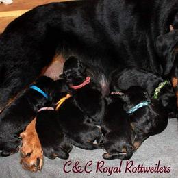 Rottweiler Puppies from C&C Royal Rottweilers