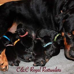 Rottweiler Puppies from C&C Royal Rottweilers