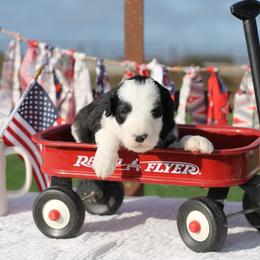Bernedoodle and Sheepadoodle Puppies from Cooper Creek Puppies