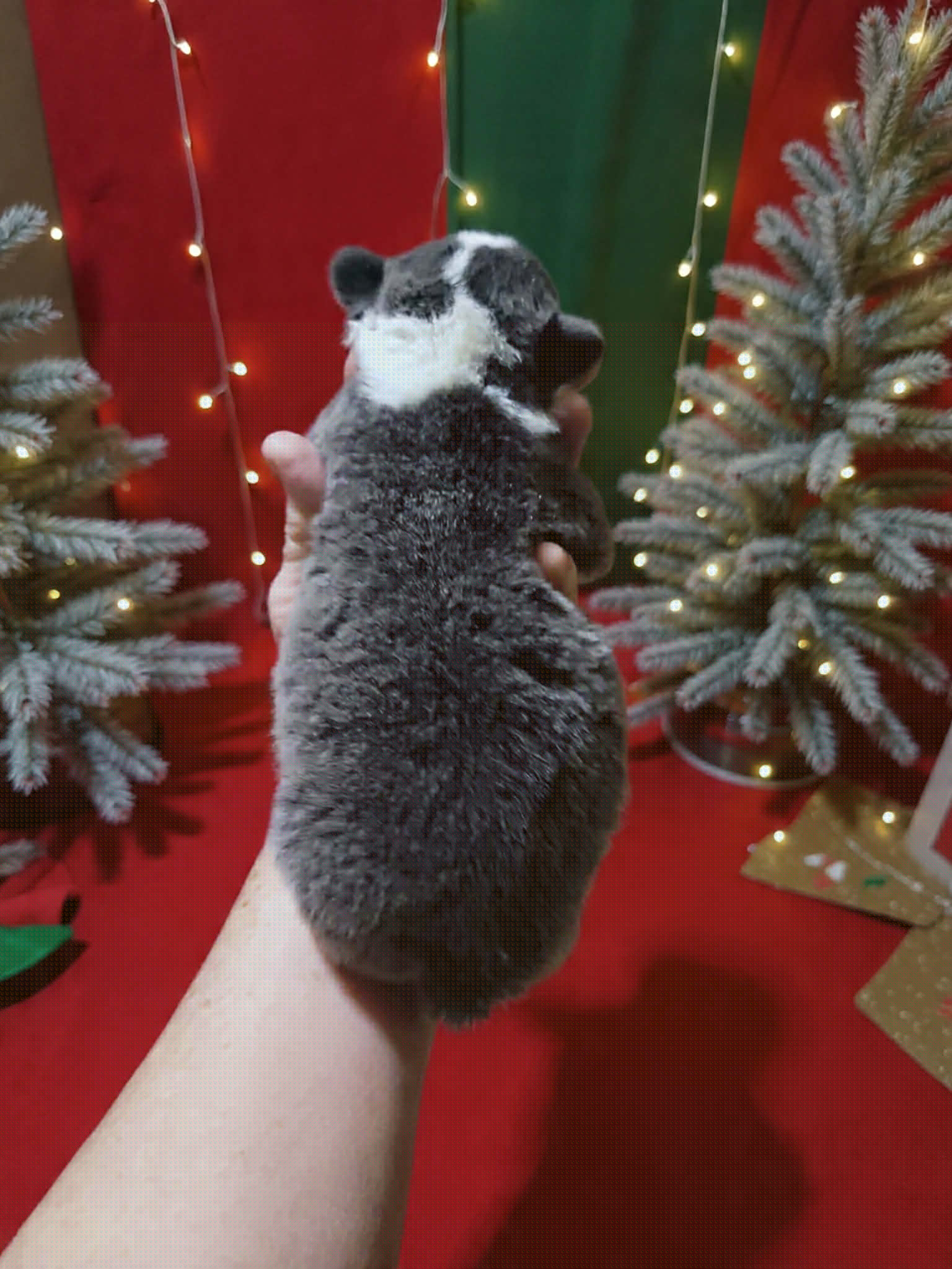 Cash - Blue male Pembroke Welsh Corgi puppy in Aleppo, Pennsylvania from Donna's Corgis