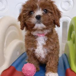 Red collar girl - Red female Cavapoo puppy in Gilbert, Arizona from Azteddybeardoodles