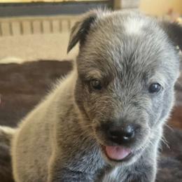 Archie - Australian Cattle Dog puppy from KS Cattle Dogs