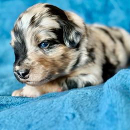 Red collar - Blue merle male Miniature Australian Shepherd puppy in 32046, Florida from River Hill Ranch